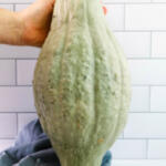 Whole Hubbard squash standing up against tile background.