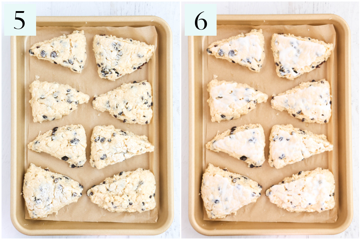 Orange currant scones on a quarter-size sheet pan, showing how to cut them, and brushed with buttermilk.